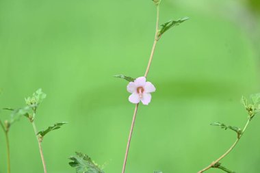 Urena lobata flower. Its common names Caesarweed and Congo jute. Itis a tender perennial, variable, erect, ascendantshrub. Pink flower flower in nature background. 