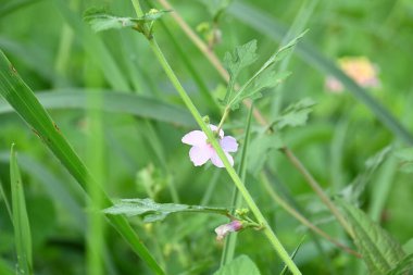 Urena lobata flower. Its common names Caesarweed and Congo jute. Itis a tender perennial, variable, erect, ascendantshrub. Pink flower flower in nature background. 