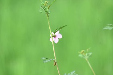 Urena lobata flower. Its common names Caesarweed and Congo jute. Itis a tender perennial, variable, erect, ascendantshrub. Pink flower flower in nature background. 
