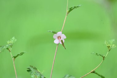 Urena lobata flower. Its common names Caesarweed and Congo jute. Itis a tender perennial, variable, erect, ascendantshrub. Pink flower flower in nature background. 