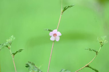 Urena lobata flower. Its common names Caesarweed and Congo jute. Itis a tender perennial, variable, erect, ascendantshrub. Pink flower flower in nature background. 