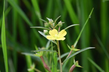Ludwigia plant flower. Its common names primrose willow,water purslane and water primrose. This is a genus of species ofaquatic plants. Yellow flowers.