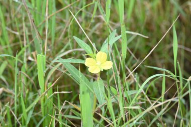 Ludwigia plant flower. Its common names primrose willow,water purslane and water primrose. This is a genus of species ofaquatic plants. Yellow flowers.