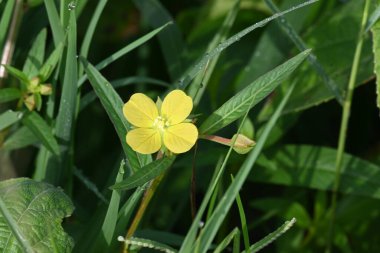 Ludwigia plant flower. Its common names primrose willow,water purslane and water primrose. This is a genus of species ofaquatic plants. Yellow flowers.