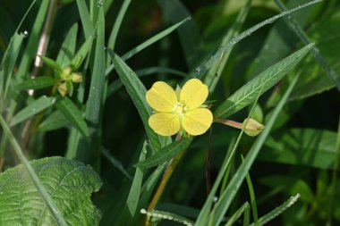 Ludwigia plant flower. Its common names primrose willow,water purslane and water primrose. This is a genus of species ofaquatic plants. Yellow flowers.
