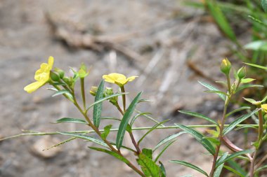 Ludwigia plant flower. Its common names primrose willow,water purslane and water primrose. This is a genus of species ofaquatic plants. Yellow flowers.