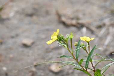 Ludwigia plant flower. Its common names primrose willow,water purslane and water primrose. This is a genus of species ofaquatic plants. Yellow flowers.