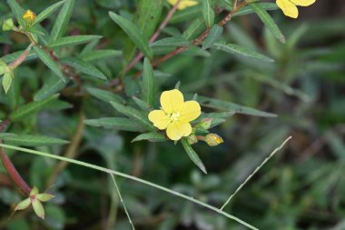 Ludwigia plant flower. Its common names primrose willow,water purslane and water primrose. This is a genus of species ofaquatic plants. Yellow flowers.