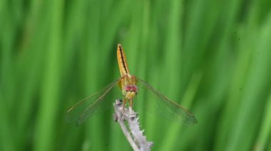 Scarlet skimmer dragonfly. Its common namesruddy marsh skimmer and Crocothemis servilia. This is aspeciesofdragonflyof the familyLibellulidae, native toeastandsoutheast Asia.