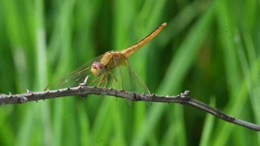 Scarlet skimmer dragonfly. Its common namesruddy marsh skimmer and Crocothemis servilia. This is aspeciesofdragonflyof the familyLibellulidae, native toeastandsoutheast Asia.