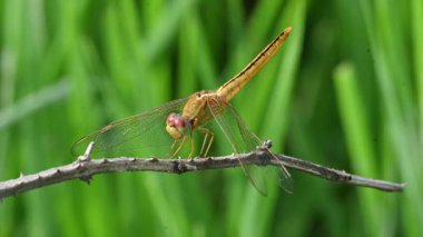 Scarlet skimmer dragonfly. Its common namesruddy marsh skimmer and Crocothemis servilia. This is aspeciesofdragonflyof the familyLibellulidae, native toeastandsoutheast Asia.