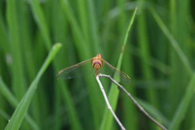 Scarlet skimmer dragonfly. Its common namesruddy marsh skimmer and Crocothemis servilia. This is aspeciesofdragonflyof the familyLibellulidae, native toeastandsoutheast Asia.
