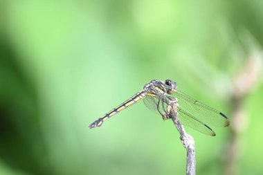 Scarlet skimmer dragonfly. Its common namesruddy marsh skimmer and Crocothemis servilia. This is aspeciesofdragonflyof the familyLibellulidae, native toeastandsoutheast Asia.