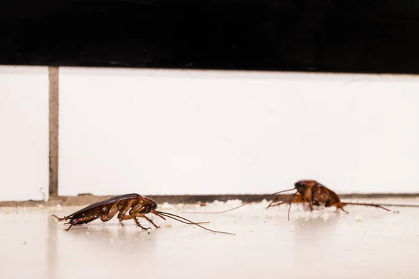 Amerikaanse Kakkerlak Vloer Het Eten Van Vuil Kruimels Keuken — Stockfoto