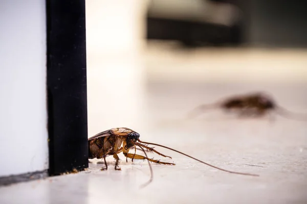 American Cockroach Floor Eating Dirt Crumbs Kitchen — Stock Photo, Image