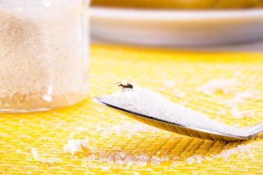 a sweet ant on a sugar spoon in the dirty kitchen, ant plague problem starting, copy space, spot focus