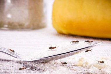small ants indoors, carrying dirt, crumbs and sugar on the floor, dirty house attracting grandchildren, need for detection