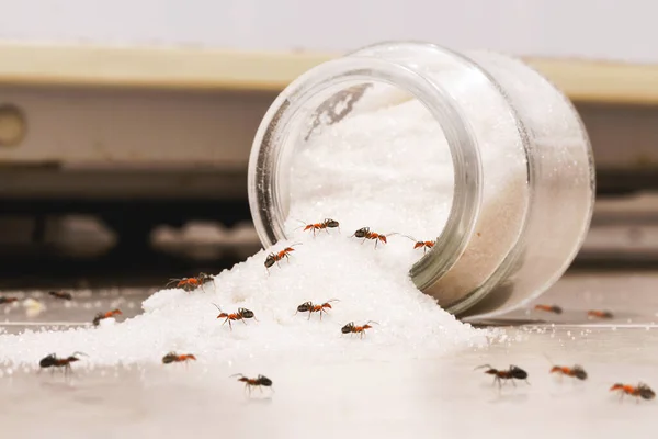 Fallen Sugar Pot Ants Need Fumigation Insects Kitchen Red Ant — Stock Photo, Image