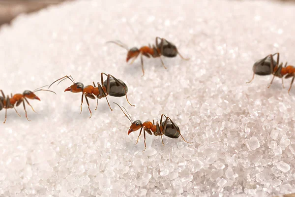 Spoon Sugar Many Red Ants Insects Indoors Danger Infestation Pest — Stock Photo, Image