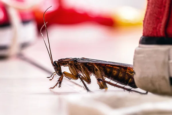 Amerikan Hamamböceği Amerikan Periplaneta Dağınık Çocuk Odası Evde Haşere Konsepti — Stok fotoğraf