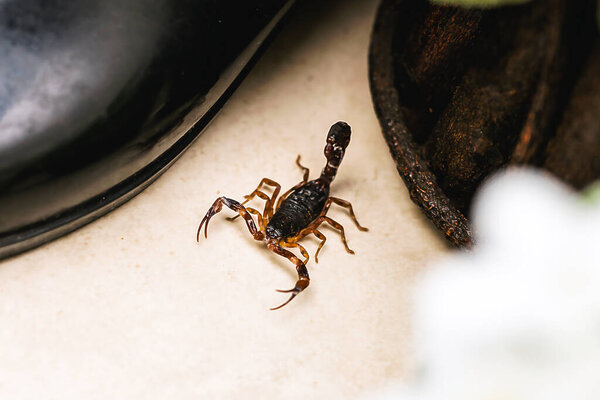 Скорпион в помещении возле сада. Ядовитое животное в домашнем интерьере. Осторожно, требуется обнаружение
.