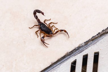 Scorpion inside the bathroom. Venomous animal near the bathroom drain. need for fingering, poisonous scorpion, macro photography clipart
