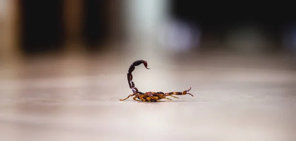 Tityus Bahiensis Noto Anche Come Scorpione Nero Una Specie Scorpione — Foto Stock