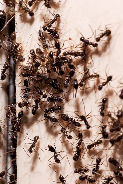 Mierenplaag Gat Scheur Muur Met Insecten Behoefte Aan Detectie Huiselijke — Stockfoto