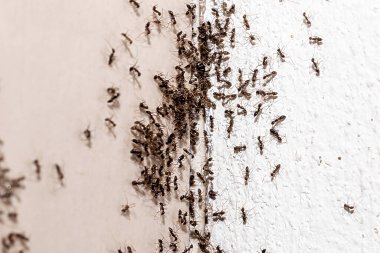 karınca istilası, delik ve çatlaklar böceklerle dolu, tespit edilme ihtiyacı, aile içi sorunlar