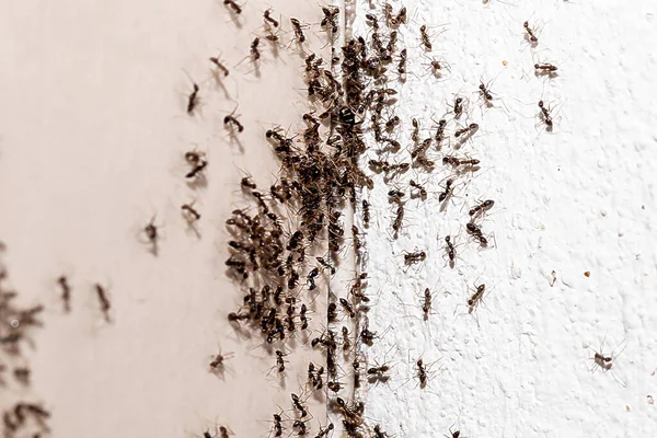 Ant Infestation Hole Crack Wall Insects Need Detection Domestic Problems — Stock Photo, Image
