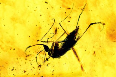 Tarih öncesi böcekli kehribar, kehribarın içinde kan veya DNA ile korunmuş sivrisinek.
