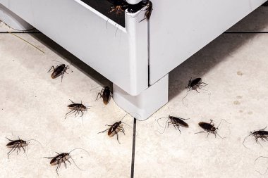 Mutfakta hamamböceği istilası, kirli zeminde böcekler, temizlik eksikliği ve makro fotoğrafçılık.