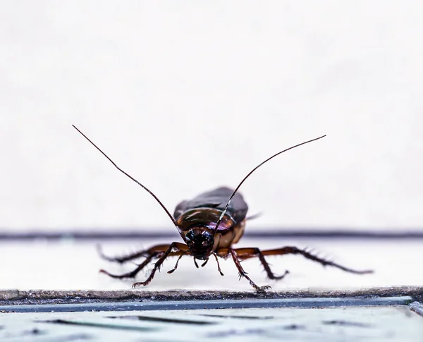 Cucaracha Entrando Desagüe Sucio Del Baño Mala Higiene Problemas Con — Foto de Stock