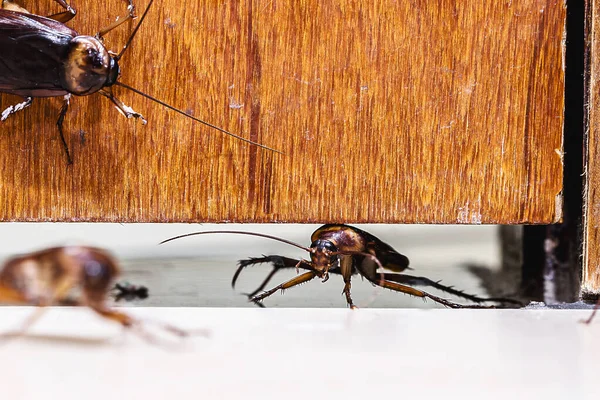 Muchas Cucarachas Entrando Casa Debajo Puerta Insectos Invadiendo Casa Través — Foto de Stock