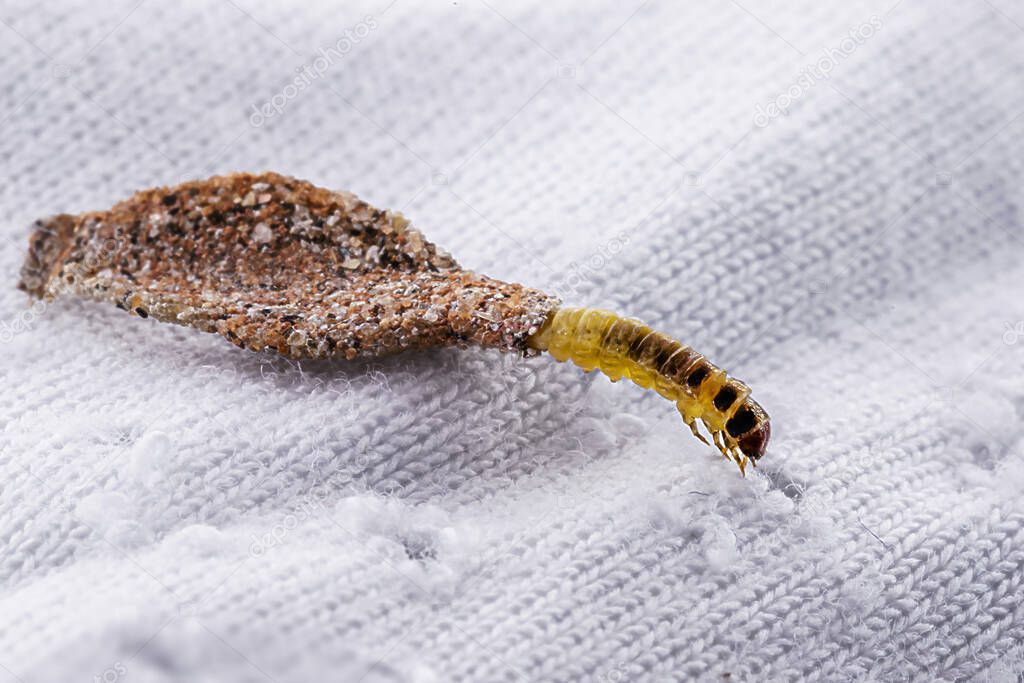 Wall moth larvae, or clothing moths, feed on fur, wool, dead skin