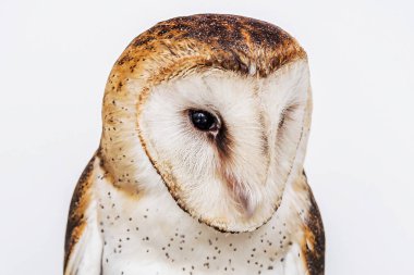 Baykuş, yüksek çözünürlüklü bebek baykuş fotoğrafı. Ahır Baykuşu (Tyto furcata veya Tyto alba), kısaca Ahır Baykuş, Katolik Baykuş ve Ölüm Kefeni olarak da bilinir..