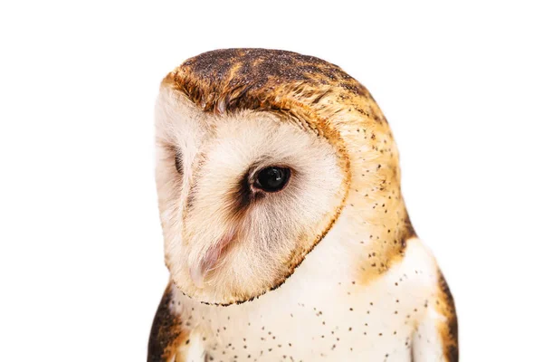 Сова Фото Високою Роздільною Здатністю Barn Owl Tyto Furcata Або — стокове фото