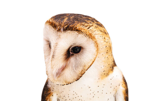Owl, high resolution baby owl photo. Barn Owl (Tyto furcata or Tyto alba), also known as Barn Owl, Catholic Owl, and Deathshroud, this species belongs to the Tytonidae family.