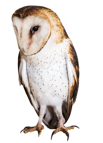 Owl, high resolution baby owl photo, isolated white background. Barn Owl (Tyto furcata or Tyto alba), also known as Barn Owl, Catholic Owl, and Deathshroud, this species belongs to the Tytonidae family.