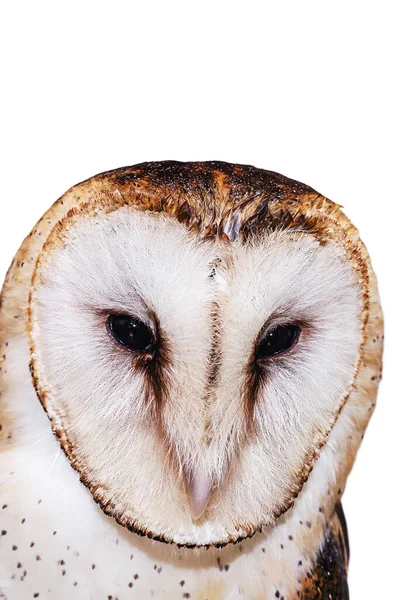 Photo Owl Macro Photography High Resolution Baby Owl Photo Barn — Stock Photo, Image