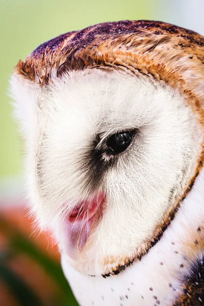 宏观摄影中猫头鹰的照片 高分辨率猫头鹰宝宝的照片 Barn Owl Tyto Furcata或Tyto Alba 也被称为Barn Owl Catholic — 图库照片