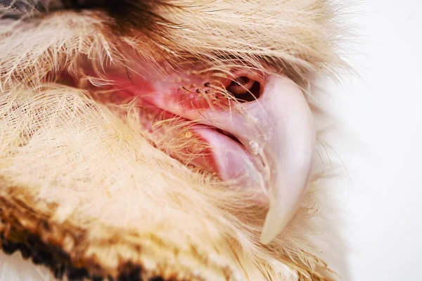 stock image owl beak in macro photography, high resolution baby owl photo. Barn Owl (Tyto furcata or Tyto alba), also known as Barn Owl, Catholic Owl, and Deathshroud, this species belongs to the Tytonidae family.