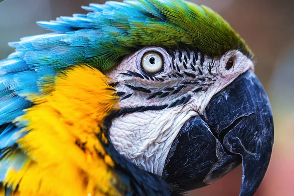 Viejo Pájaro Guacamayo Brasileño Con Vientre Amarillo Azul Nativo Del — Foto de Stock