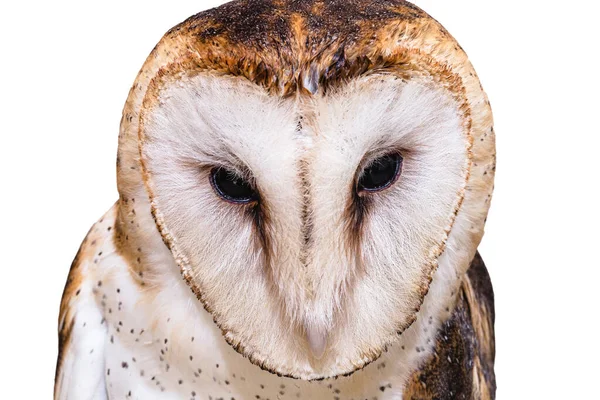猫头鹰 高分辨率猫头鹰脸照片 Barn Owl Catholic Owl和Deathshroud属于Tytonidae科 — 图库照片