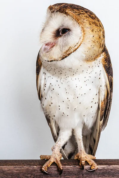 猫头鹰 高分辨率猫头鹰照片孤立的白色背景 Barn Owl Catholic Owl和Deathshroud属于Tytonidae科 — 图库照片