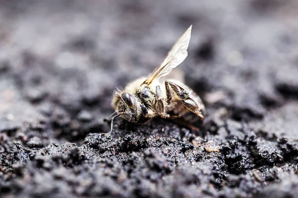 環境や花の農薬の使用 崩壊やその他の病気の崩壊に悩まされるミツバチの葉の上の死んだミツバチのマクロ画像 — ストック写真