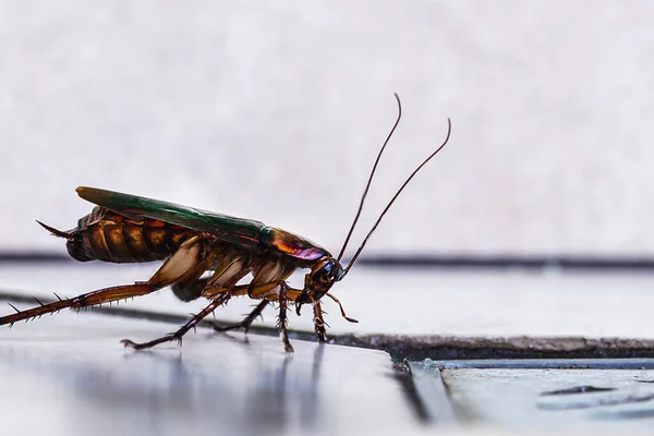 Hamamböceği Hamamböceği Banyonun Giderine Giriyor Makro Fotoğraf Detay Hayvana Yakın — Stok fotoğraf