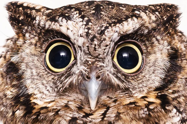 Photo Owl Macro Photography High Resolution Photo Owl Cub Bureaucratic — Stock Photo, Image