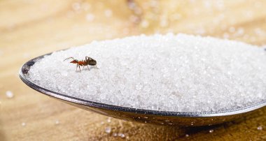 Evde gezen karıncalar, yerde kırmızı karıncalar, toprak ya da şeker yiyen karıncalar, evin içinde böcek sorunları.