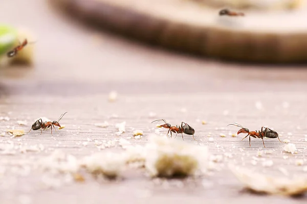 House Ants Walking House Red Ant Floor Eating Dirt Sugar — Stock Photo, Image